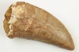 Serrated, 2.4" Carcharodontosaurus Tooth - Real Dinosaur Tooth - #192977-1